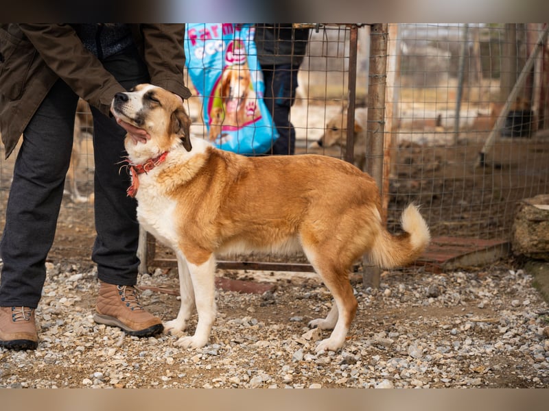 Anne - Eine sanfte Seele sucht endlich ihr eigenes Leben