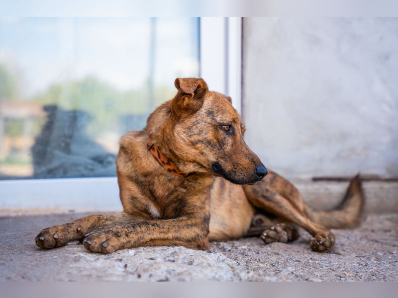 Grez - sucht dringend ein zu Hause