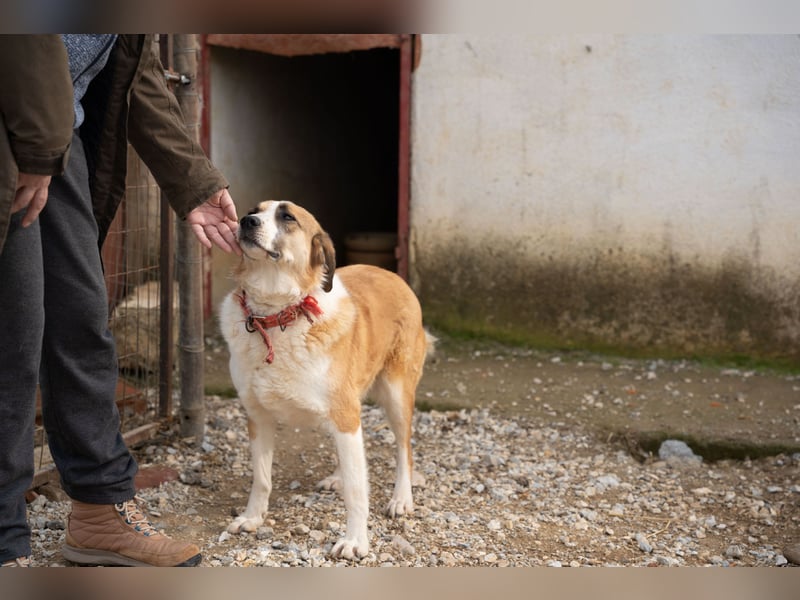 Anne - Eine sanfte Seele sucht endlich ihr eigenes Leben
