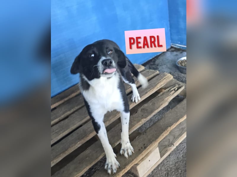 Pearl, 1- jähriges, schwarz-weißes Hundemädchen Pearl, 1- jähriges, schwarz-weißes Hundemädchen