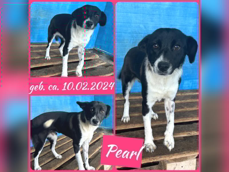 Pearl, 1- jähriges, schwarz-weißes Hundemädchen Pearl, 1- jähriges, schwarz-weißes Hundemädchen
