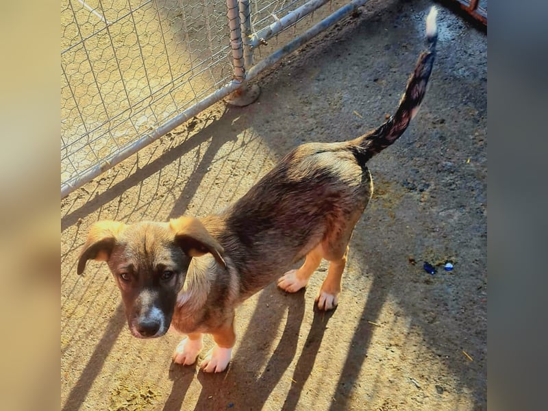 Raven, 6-monatiger Rüde. Endgröße noch unbekannt