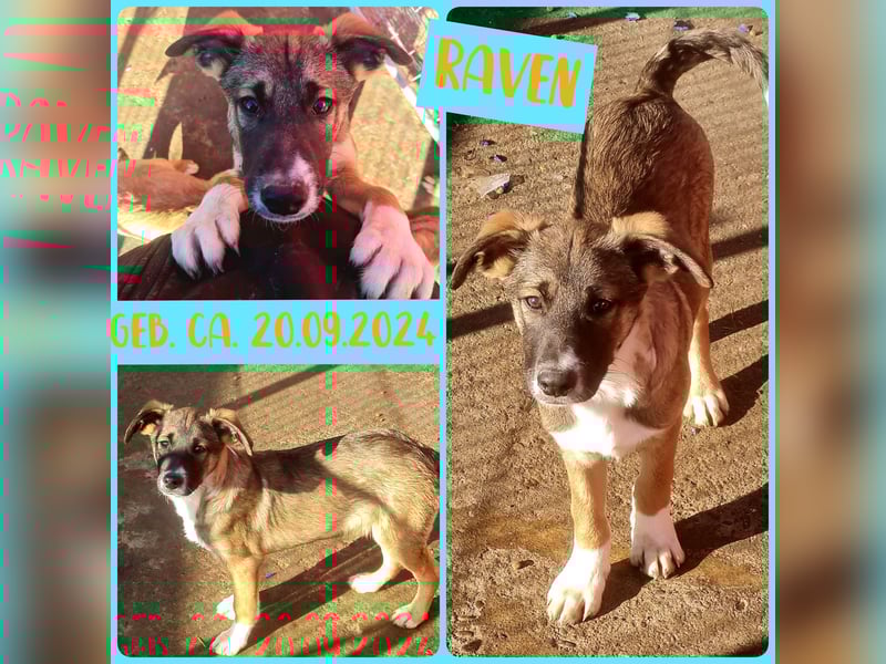 Raven, 6-monatiger Rüde. Endgröße noch unbekannt