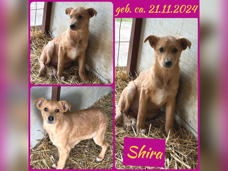 Shira , 4 monatiges Hundemädchen sucht ihre Familie