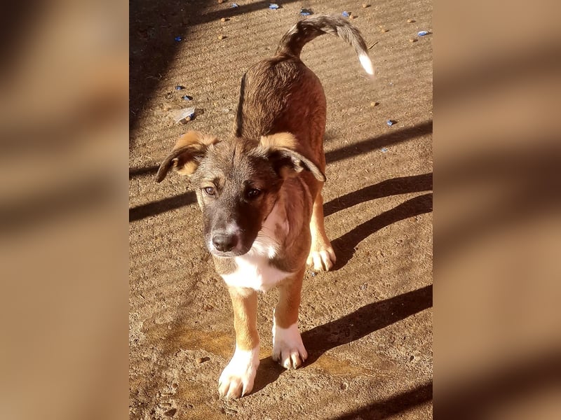 Raven, 6-monatiger Rüde. Endgröße noch unbekannt