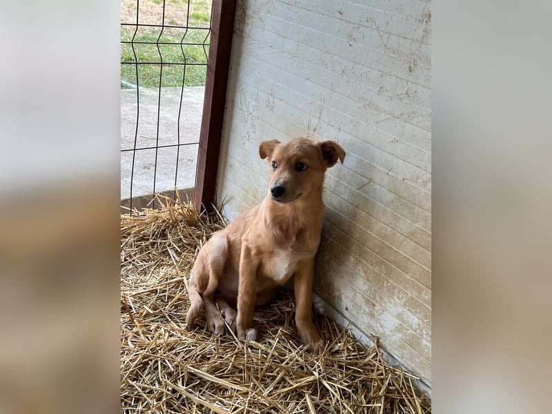 Shira , 4 monatiges Hundemädchen sucht ihre Familie