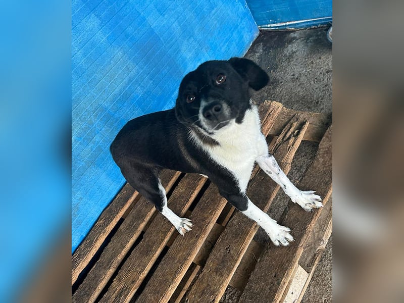 Pearl, 1- jähriges, schwarz-weißes Hundemädchen Pearl, 1- jähriges, schwarz-weißes Hundemädchen