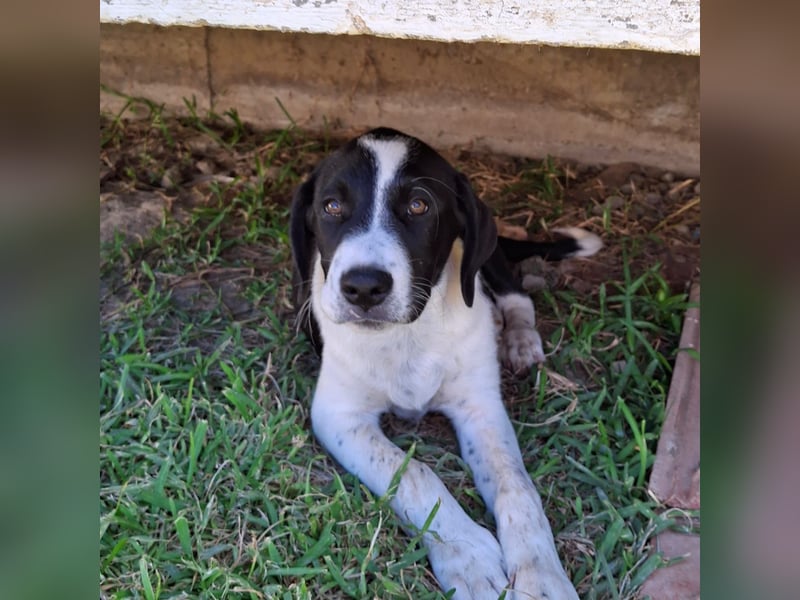 Sophia sucht ein Zuhause / eine Pflegestelle