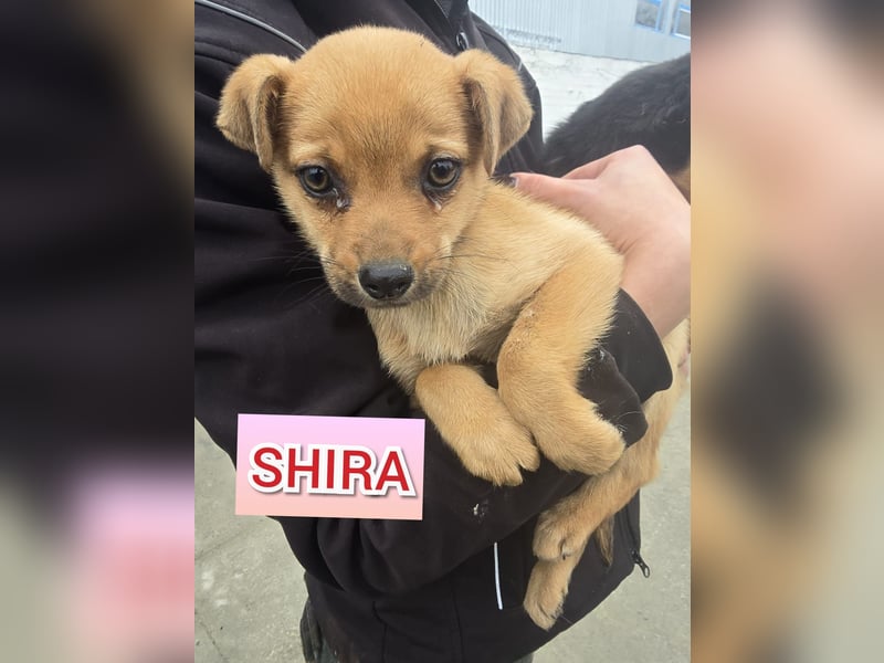 Shira , 4 monatiges Hundemädchen sucht ihre Familie