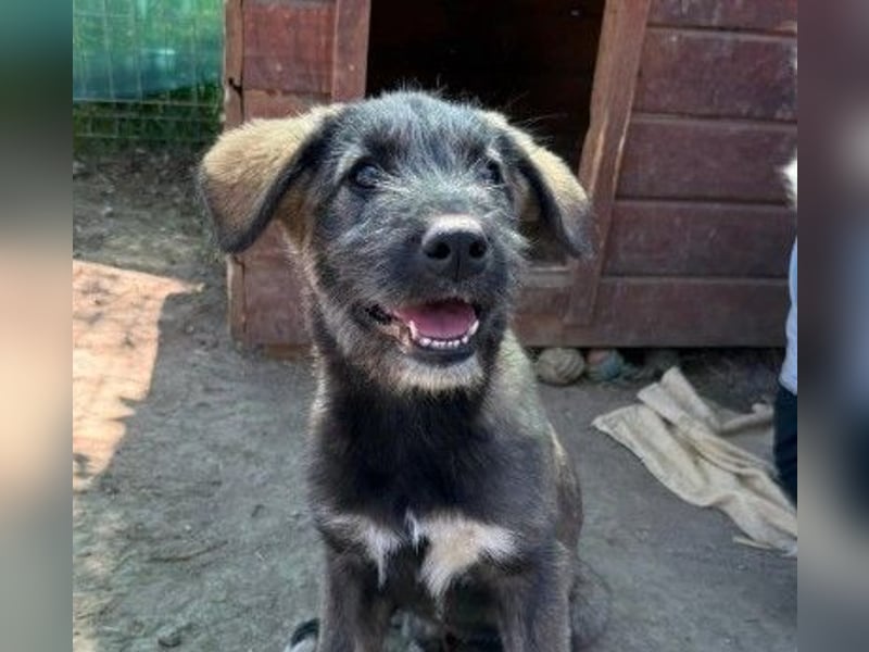 EDDA - verschmustes, liebes Welpenmädchen sucht ihre Familie