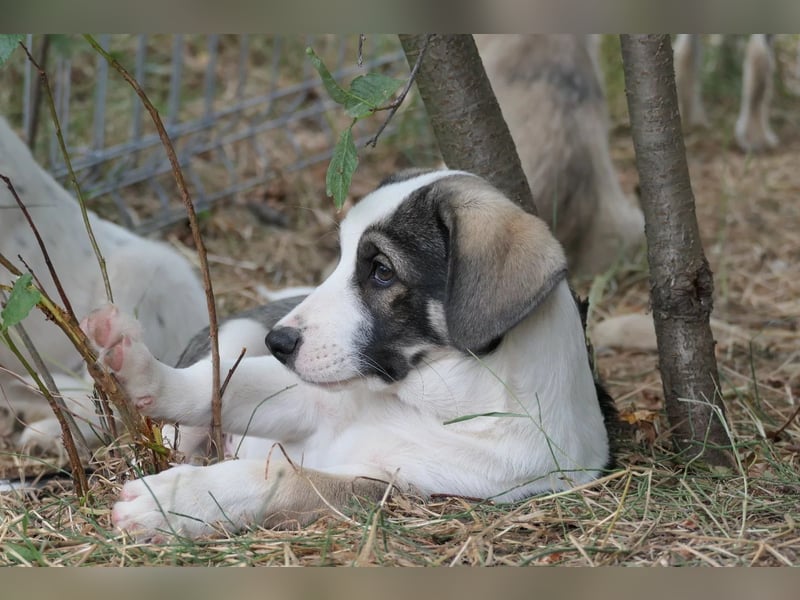 Biscuit - sanfter Schmusebär sucht seine Herzensmenschen