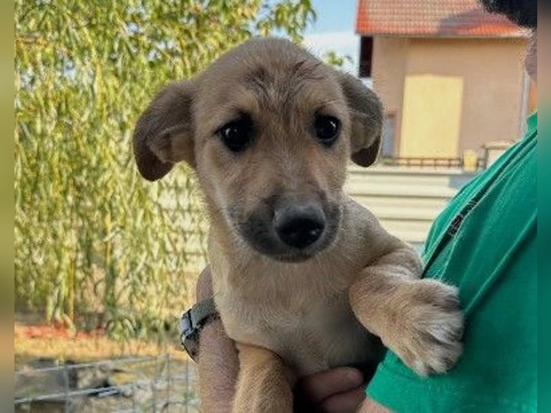 Sonnenschein Garry sucht Zuhause