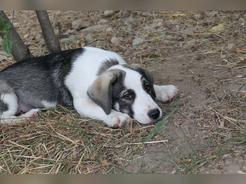Biscuit - sanfter Schmusebär sucht seine Herzensmenschen