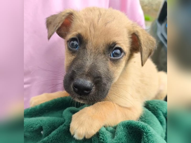 Sonnenschein Garry sucht Zuhause