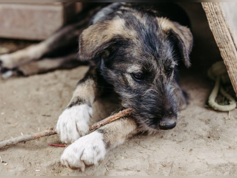 EDDA - verschmustes, liebes Welpenmädchen sucht ihre Familie