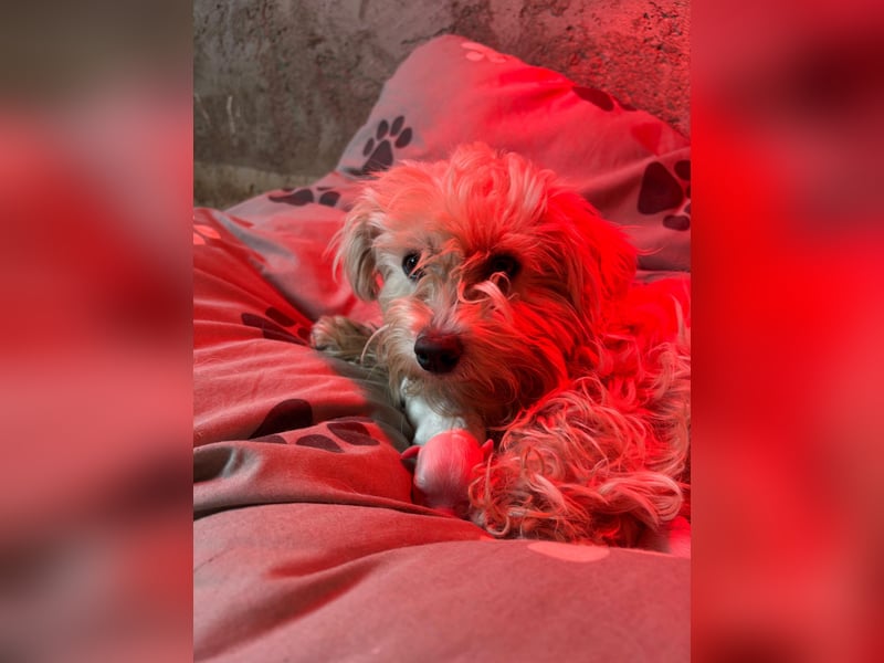 MISHKA -sucht ihr "für immer zu Hause"