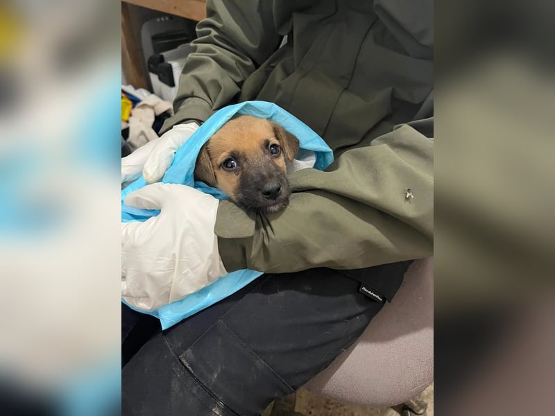 Sonnenschein Garry sucht Zuhause