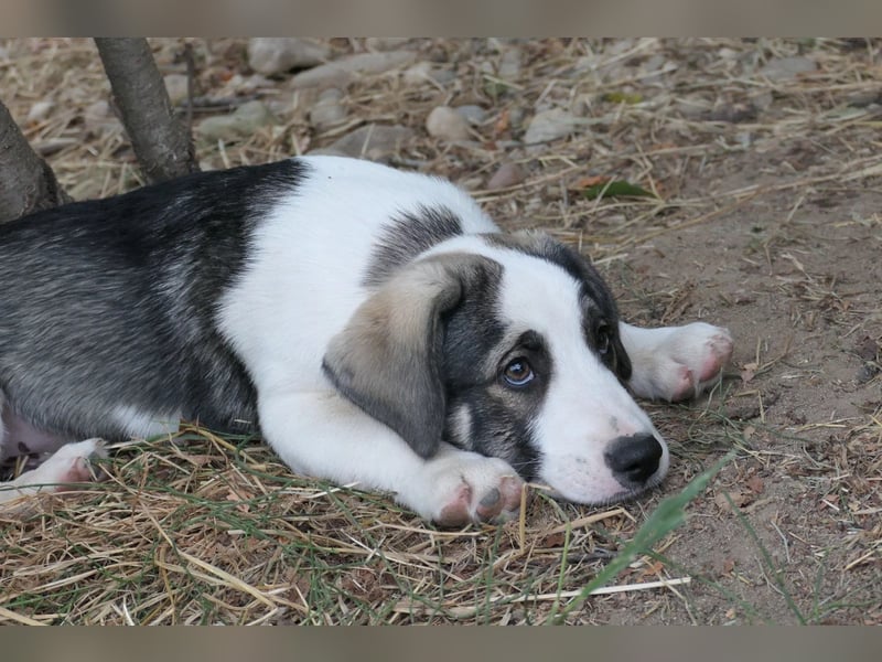Biscuit - sanfter Schmusebär sucht seine Herzensmenschen