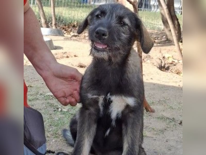 EDDA - verschmustes, liebes Welpenmädchen sucht ihre Familie