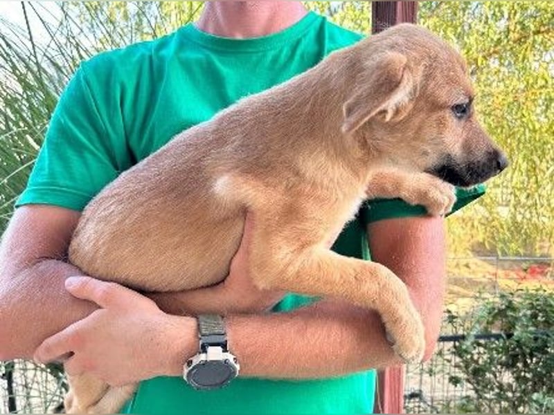 Sonnenschein Garry sucht Zuhause