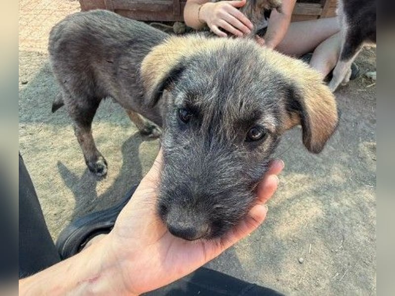 EDDA - verschmustes, liebes Welpenmädchen sucht ihre Familie