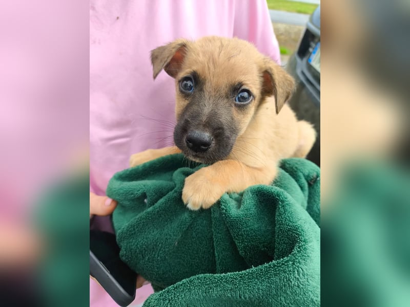 Sonnenschein Garry sucht Zuhause