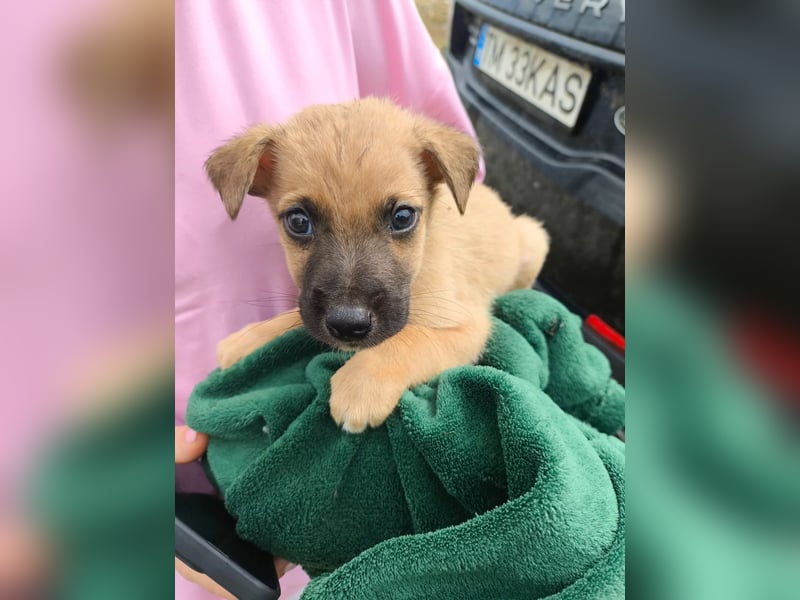 Sonnenschein Garry sucht Zuhause