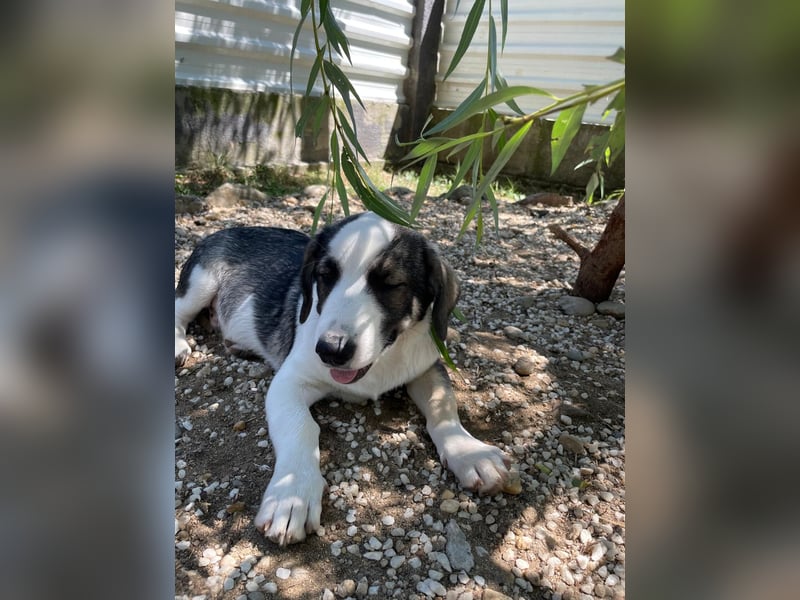 Biscuit - sanfter Schmusebär sucht seine Herzensmenschen