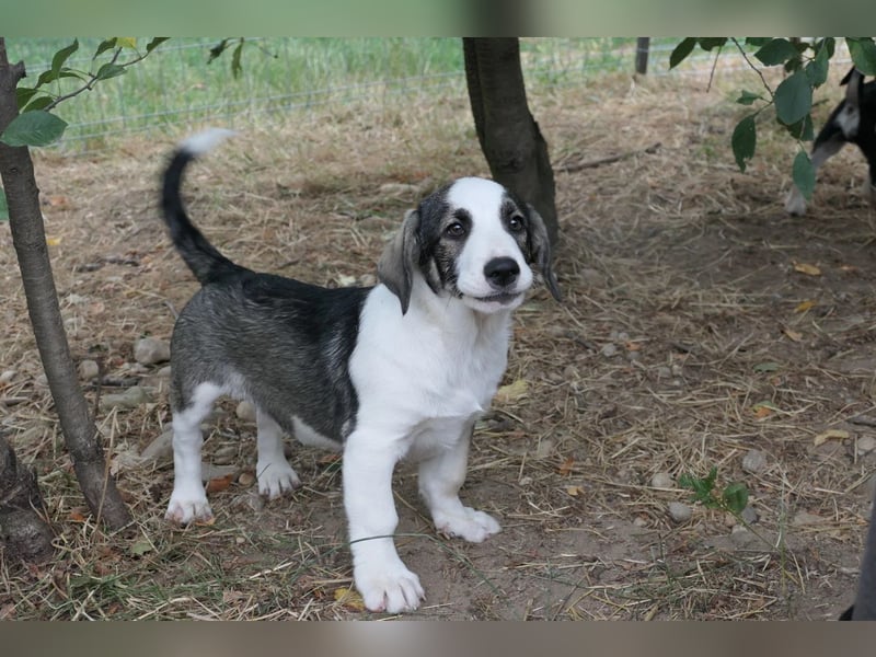 Biscuit - sanfter Schmusebär sucht seine Herzensmenschen