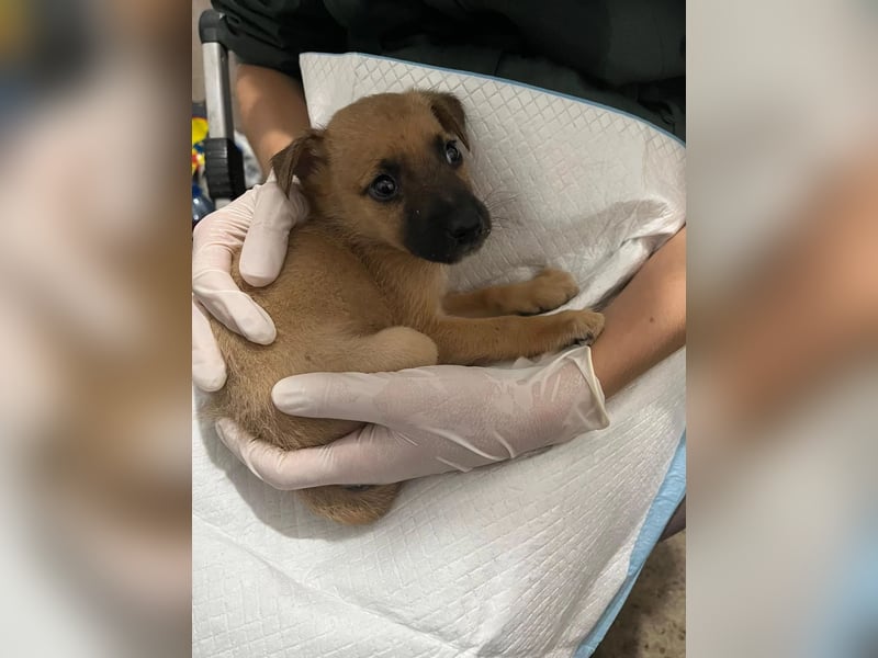 Sonnenschein Garry sucht Zuhause