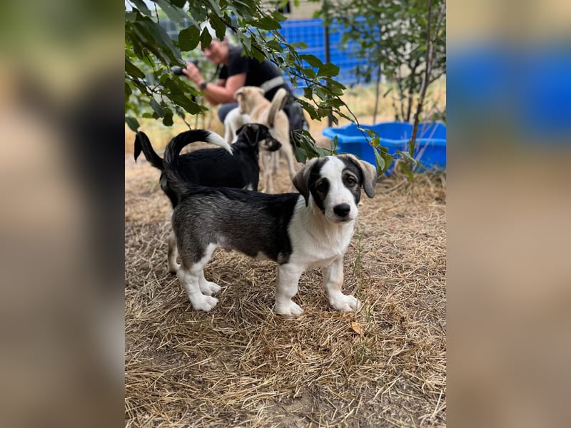 Biscuit - sanfter Schmusebär sucht seine Herzensmenschen