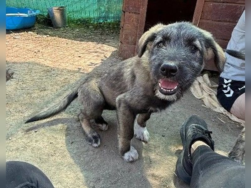 EDDA - verschmustes, liebes Welpenmädchen sucht ihre Familie