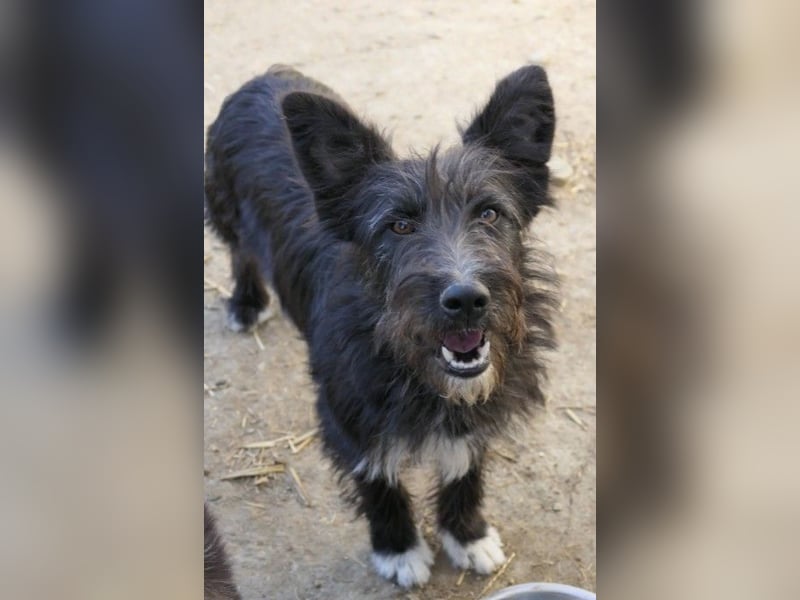 Aufgeweckte Susi sucht ihre Familie