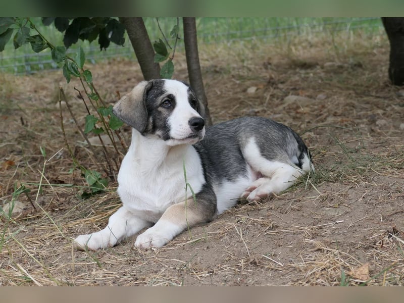 Biscuit - sanfter Schmusebär sucht seine Herzensmenschen