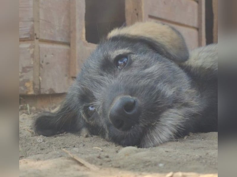 EDDA - verschmustes, liebes Welpenmädchen sucht ihre Familie