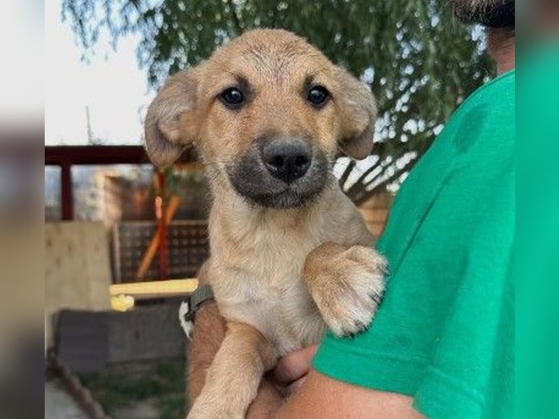 Sonnenschein Garry sucht Zuhause