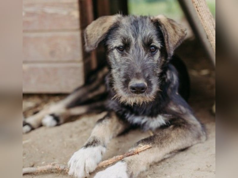 EDDA - verschmustes, liebes Welpenmädchen sucht ihre Familie