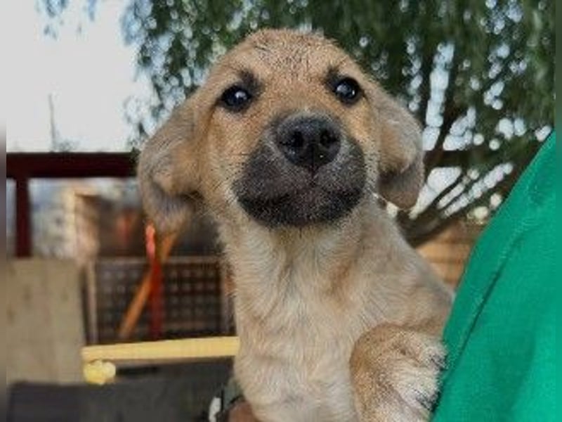 Sonnenschein Garry sucht Zuhause