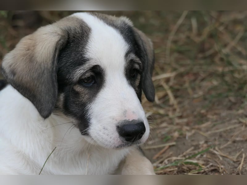 Biscuit - sanfter Schmusebär sucht seine Herzensmenschen