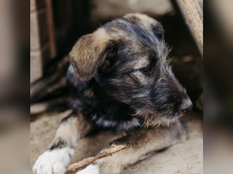 EDDA - verschmustes, liebes Welpenmädchen sucht ihre Familie
