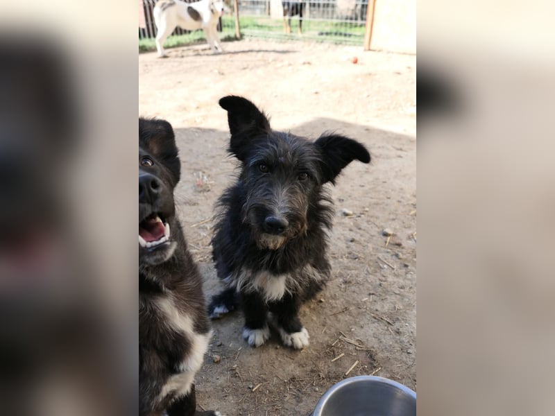 Aufgeweckte Susi sucht ihre Familie