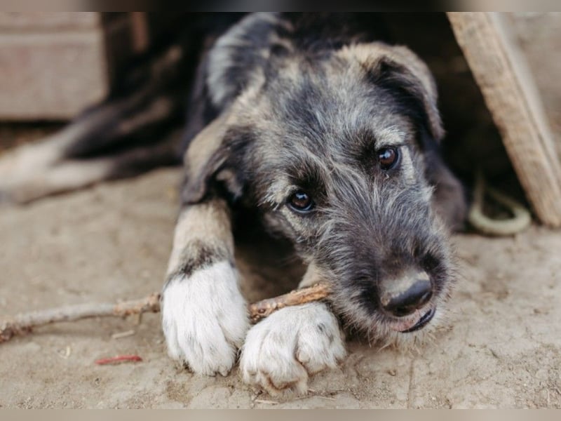 EDDA - verschmustes, liebes Welpenmädchen sucht ihre Familie