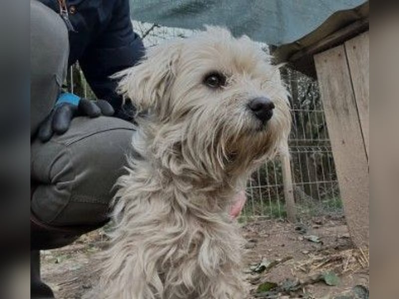 MISHKA -sucht ihr "für immer zu Hause"