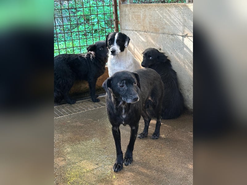 schüchterne Mischlings-Hündin Kira sucht ein Zuhause oder Pflegestelle