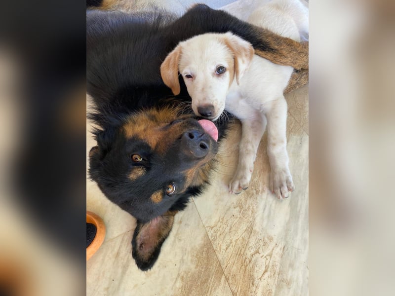 Chloe - Clever, neugierig, lebhaft = perfekt für eine aktive Familie.