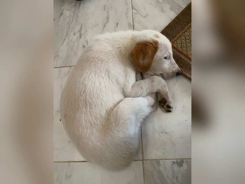 Chloe - Clever, neugierig, lebhaft = perfekt für eine aktive Familie.