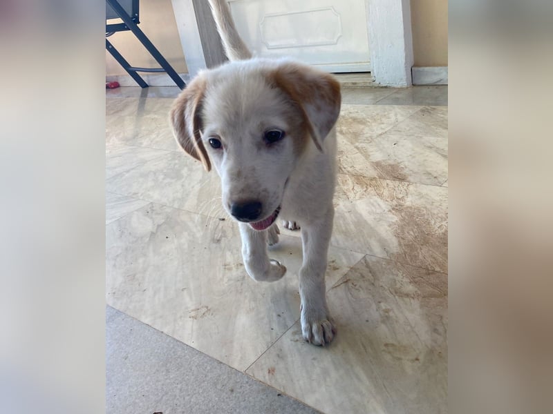 Chloe - Clever, neugierig, lebhaft = perfekt für eine aktive Familie.