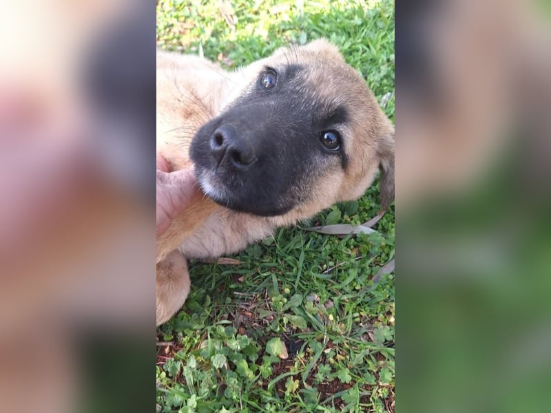 Polina - zum Glück rechtzeitig gefunden und gerettet