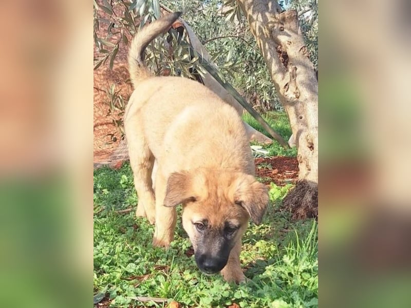 Polina - zum Glück rechtzeitig gefunden und gerettet