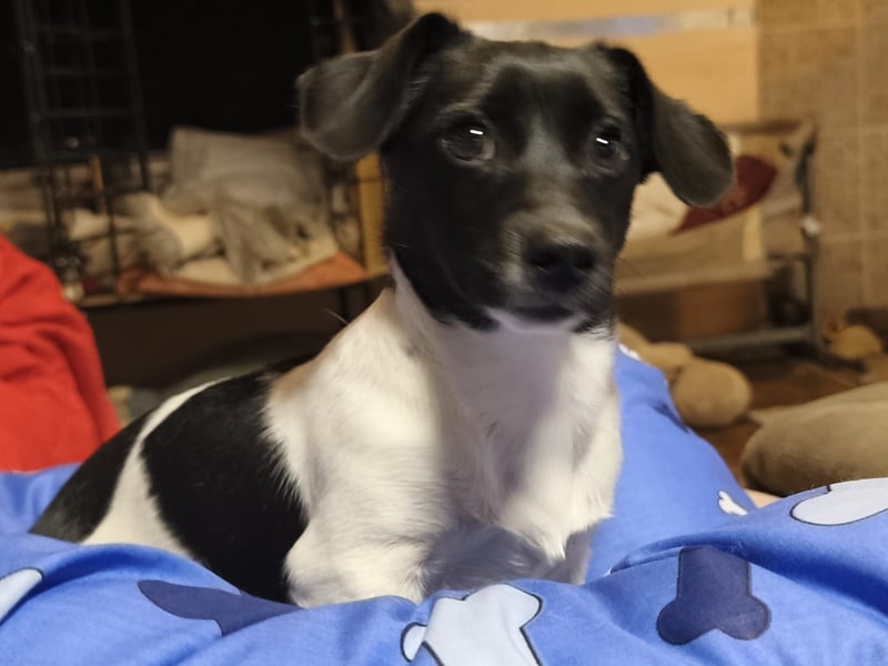 Sweety, ein Sonnenschein auf 4 Pfoten sucht ein Zuhause. Sweety, ein Sonnenschein auf 4 Pfoten sucht ein Zuhause.